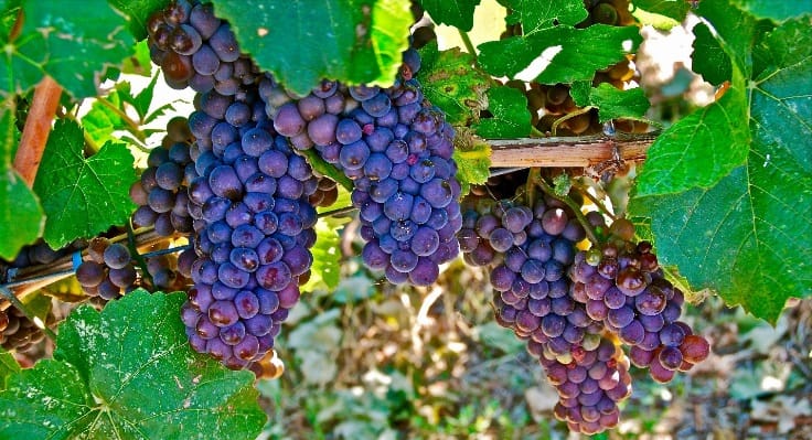 grapes on vine
