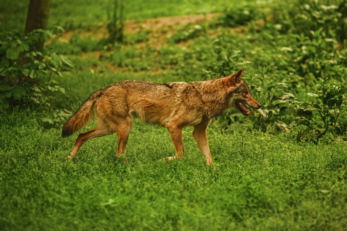 Coyote