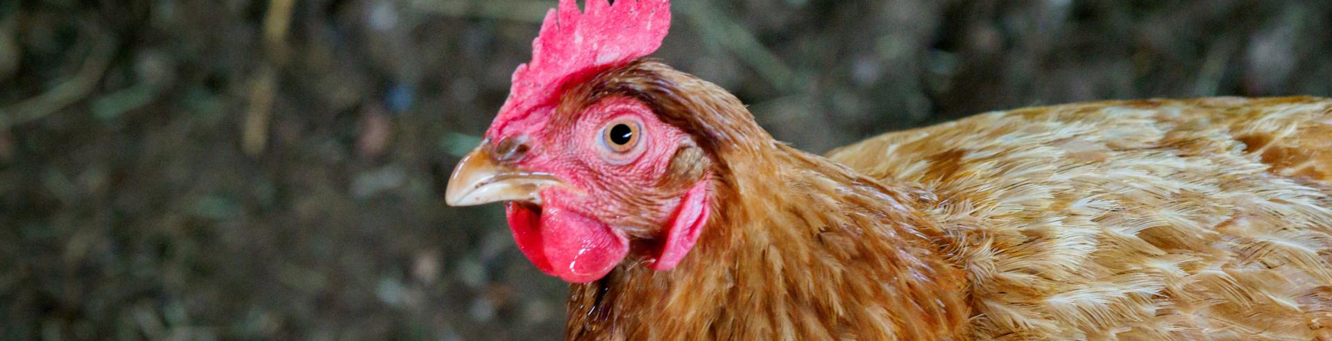 Backyard Chickens
