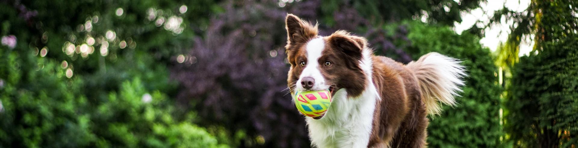 Dogs in parks