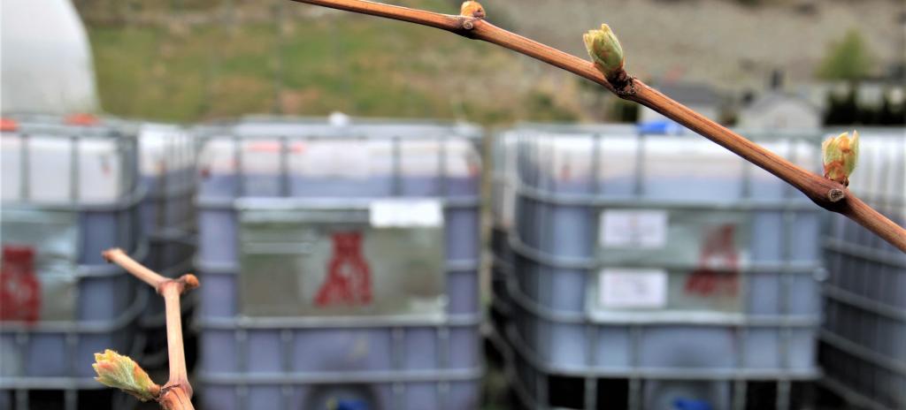 Start Here Penticton: Wine Crush