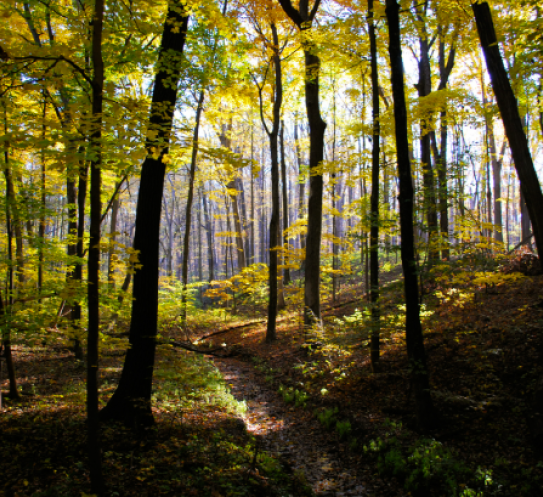 trees