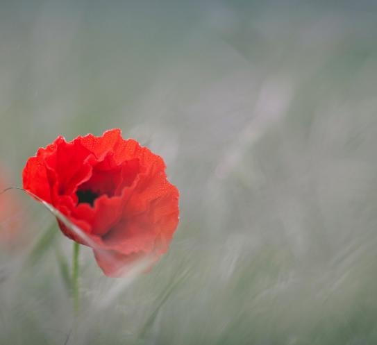 poppy in grey field