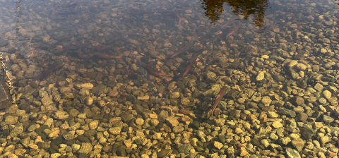Kokanee in Penticton Creek