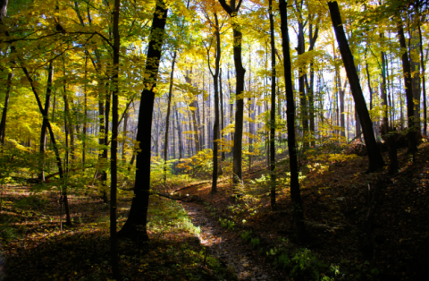 trees