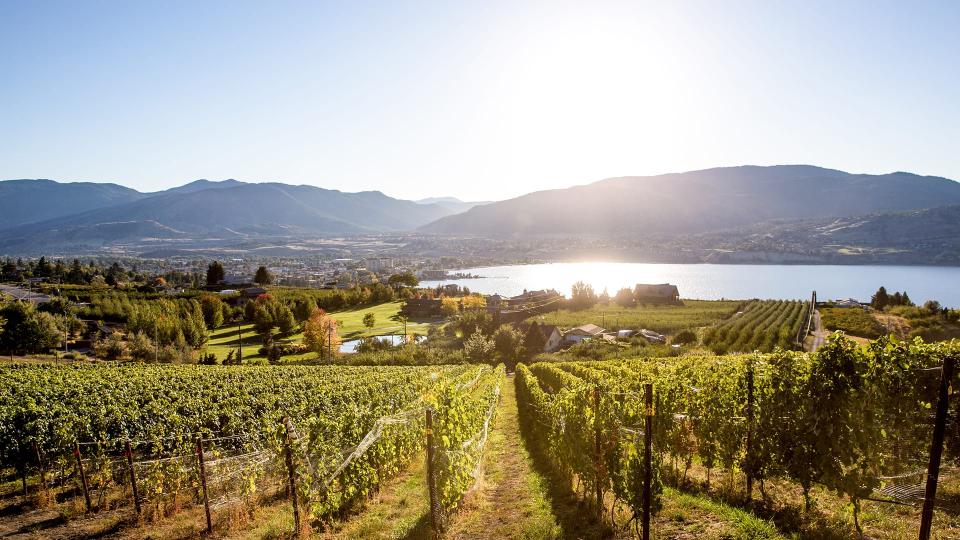 Winery view