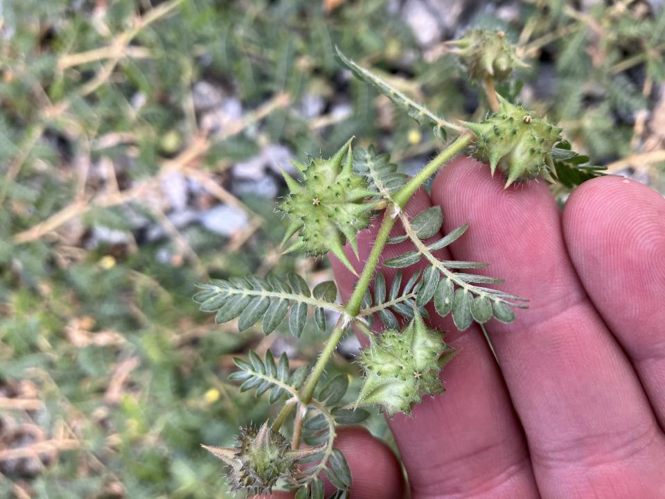 Puncture vine
