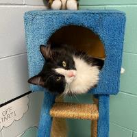 Cat in cat house