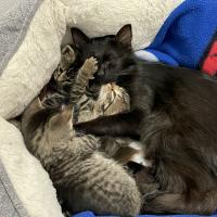Mama cat cuddles kittens