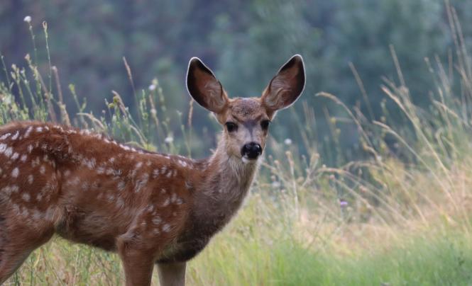 Urban deer