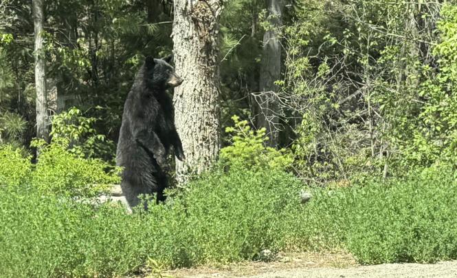 Penticton area bear