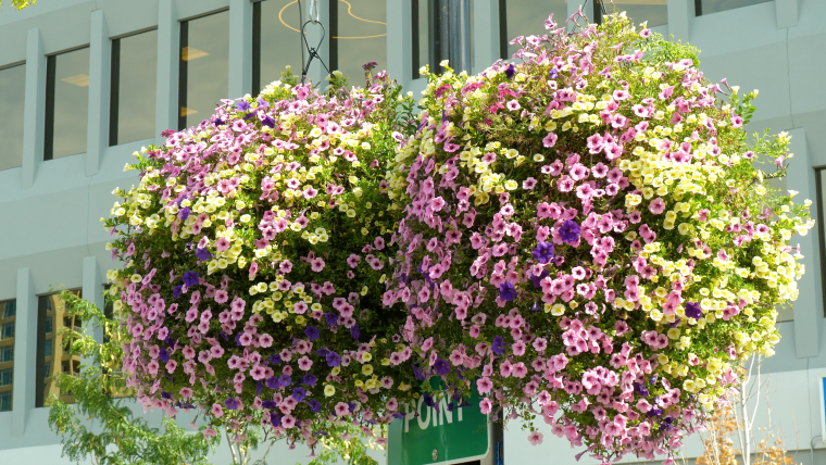 Hanging Baskets